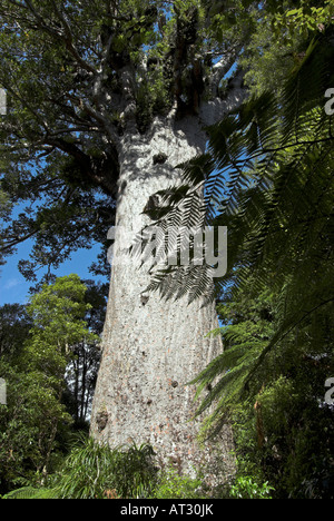 Tane Mahuta Kauri-Baum im Waipoua Kauri Forest, New Zealand Stockfoto