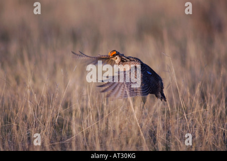 Geringerem Prairie Chicken Tympanuchus Pallidicinctus Männchen im Flug kanadischen Panhandle Texas USA Februar 2006 Stockfoto