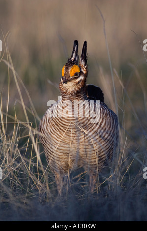 Geringerem Prairie Chicken Tympanuchus Pallidicinctus Mann auf Lek anzeigen kanadischen Panhandle von Texas USA Februar 2006 Stockfoto