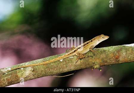 Braun Anole Anolis Sagrei Erwachsene The Inn at Chachalaca Bend Cameron County Rio Grande Valley Texas USA Mai 2004 Stockfoto