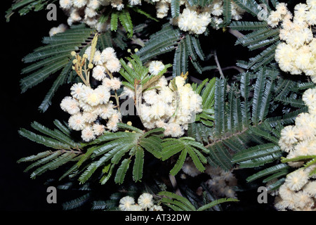 Black Wattle-Acacia Mearnsii-Familie Fabaceae/Mimosaceae Stockfoto