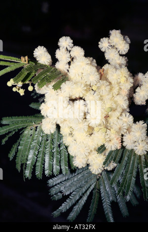 Black Wattle-Acacia Mearnsii-Familie Fabaceae/Mimosaceae Stockfoto