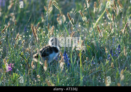 Nördlichen Kiebitz Vanellus Vanellus junge geschlüpft Nationalpark Lake Neusiedl Burgenland Österreich neu April 2007 Stockfoto