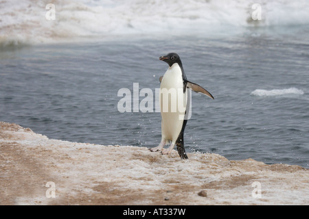 Adelie Pinguin in der Antarktis Stockfoto