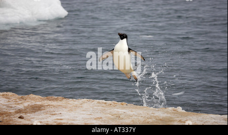 Adelie Pinguin in der Antarktis Stockfoto