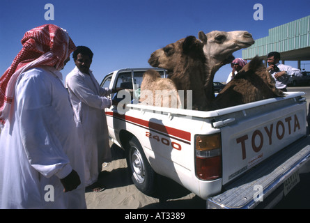 Kamele, die im Besitz von Saudi-arabischen Männer im Foto auf ihrem Weg zum Verkauf auf den Markt Stockfoto