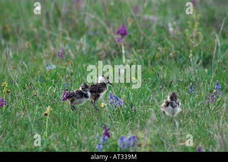 Nördlichen Kiebitz Vanellus Vanellus junge geschlüpft Nationalpark Lake Neusiedl Burgenland Österreich neu April 2007 Stockfoto