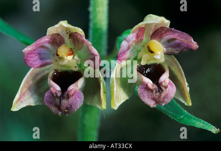 Dark Red Helleborine Epipactis Atrorubens blühen Oberaegeri Schweiz Mai 1996 Stockfoto