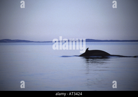 Kanada Quebec Tadoussac Humpback Whale-Watching am Sankt-Lorenz-Strom in der Abenddämmerung Stockfoto