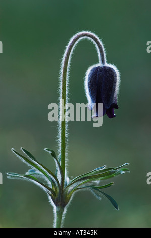 Pasque Blume Pulsatilla Pratensis Blüte Nationalpark Lake Neusiedl Burgenland Österreich April 2007 Stockfoto