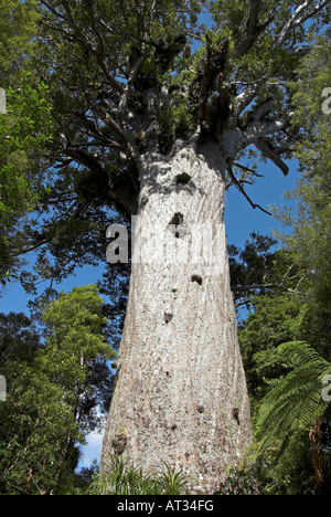 Tane Mahuta Kauri-Baum im Waipoua Kauri Forest, New Zealand Stockfoto