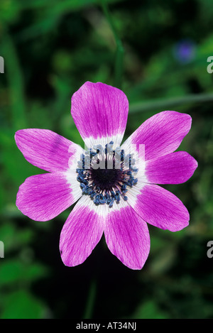 Mohn Anemone Anemone Coronaria blühenden griechischen Insel Samos Griechenland April 1994 Stockfoto