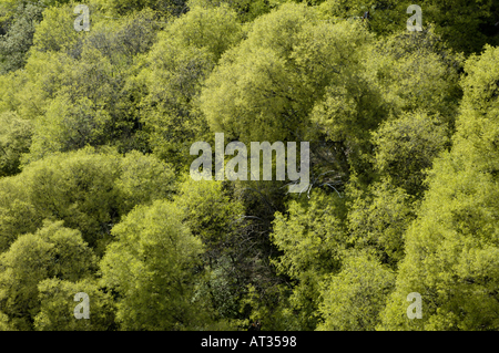 Sonnenlicht auf Baumkronen im Frühjahr, Mirabel Dorf, Ardeche, Frankreich. Stockfoto