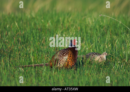 Ring – Necked Fasan Phasianus Colchicus koppeln Nationalpark Lake Neusiedl Burgenland Österreich April 2007 Stockfoto