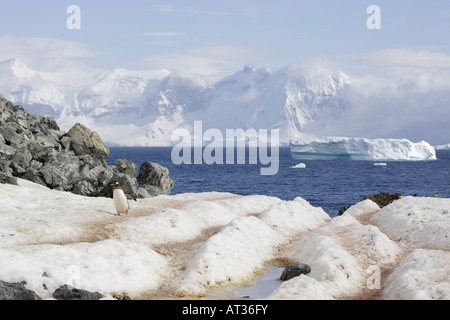 Gentoo Penguin in der Antarktis Stockfoto