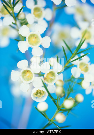 Firethorn blüht auf einem Busch, Pyracantha Stockfoto