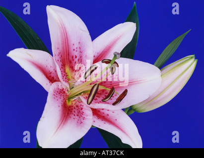 Eine rosa-weiße Lilie Blume Stockfoto