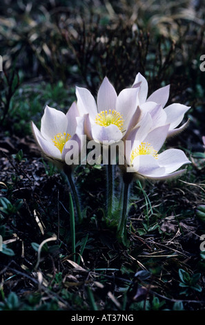 Frühling Pasque Blume Pulsatilla Vernalis blüht Alpen der Schweiz April 1995 Stockfoto