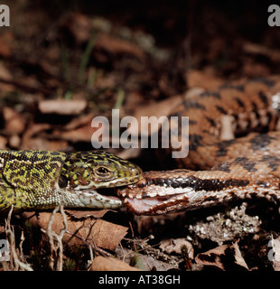 Entre un Reptil Vipere Contre Lezard Vert (Lacerta Viridis) Schlägerei zwischen einem Reptil Viper gegen grüne Eidechse Act zu bekämpfen Stockfoto