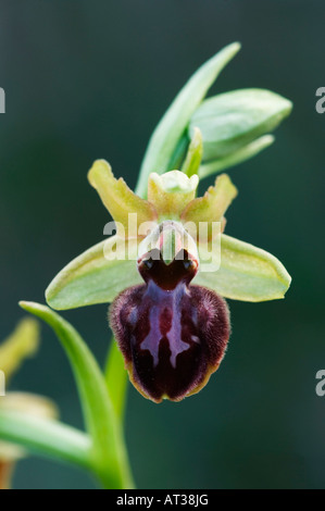 Kleine Spinne Orchidee Ophrys Araneola Blüte Nationalpark Lake Neusiedl Burgenland Österreich April 2007 Stockfoto