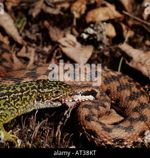 Entre un Reptil Vipere Contre Lezard Vert (Lacerta Viridis) Schlägerei zwischen einem Reptil Viper gegen grüne Eidechse Act zu bekämpfen Stockfoto