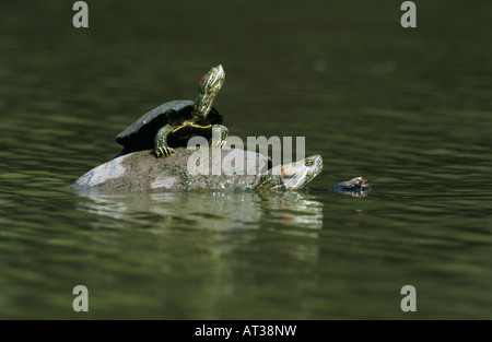 Rot-eared Slider ist Scripta Elegans Erwachsene Sonnenbaden Willacy County Rio Grande Valley, Texas USA April 2004 Stockfoto