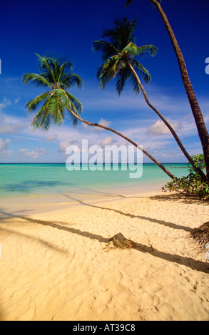 Palmen hängen anmutig über den weißen Sandstrand an einem schönen Tag mit blauem Himmel und weißen Wolken Strand am Pigeon Point Stockfoto