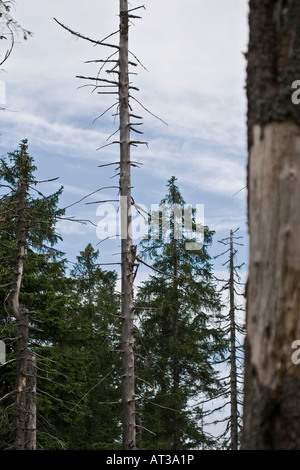 Sterbende Bäume in den Harz-Nationalpark-Gebiet in der Nähe des Brocken in Niedersachsen, Deutschland. Stockfoto