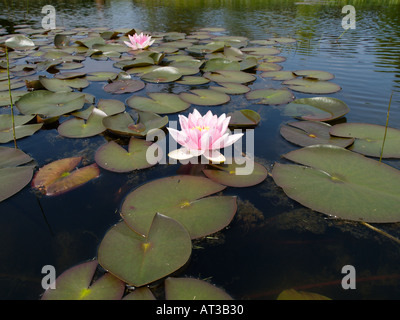 wunderschöne Seerosen und viele Blätter in einem Teich Stockfoto