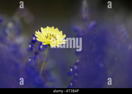 Wildblumen-Feld mit Texas Löwenzahn Pyrrhopappus Multicaulis und Texas Bluebonnet Lupinus Texensis Gonzales County Texas Stockfoto