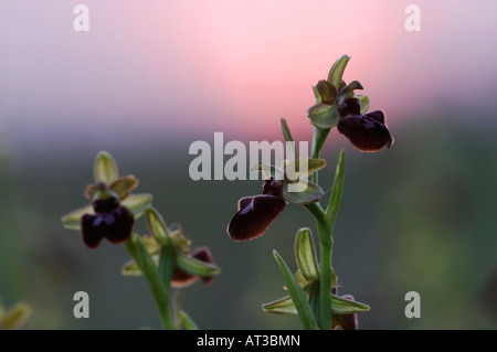 Kleine Spinne Orchidee Ophrys Araneola Blüte Nationalpark Lake Neusiedl Burgenland Österreich April 2007 Stockfoto