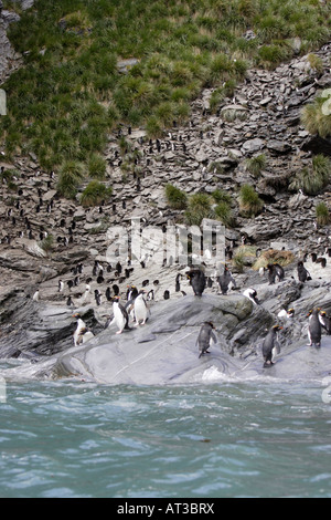 Makkaroni-Pinguin in der Antarktis Stockfoto
