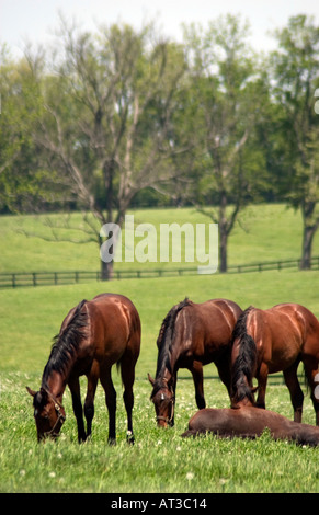 Vier Pferde im Feld auf Reiterhof in der Nähe von Lexington, Kentucky Stockfoto