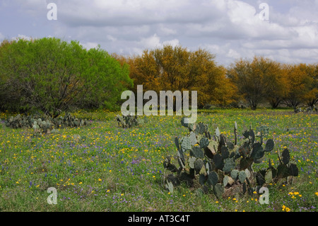 Wildblumen-Feld mit Texas Prickly Pear Cactus Huisache Baum Squaw Unkraut drei Flüsse Live Oak County Texas USA Stockfoto