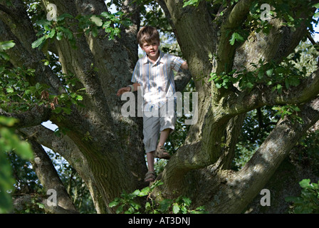 Kleiner Junge Klettern in einer Eiche, UK Stockfoto
