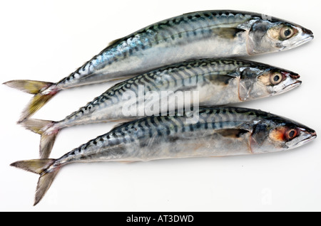 DREI MAKRELE FISCHEN SCHNITT Stockfoto