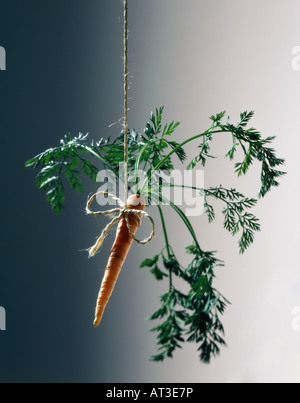 Eine Karotte baumelt an einer Schnur Stockfoto