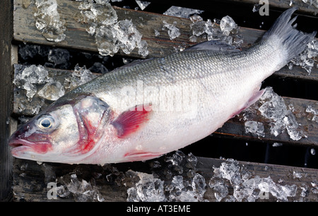 WOLFSBARSCH Stockfoto