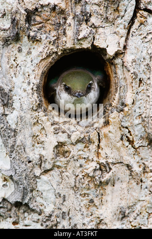 Violett-grünen schlucken Tachycineta Thalassina Erwachsenen in Verschachtelung Hohlraum im Kiefer Rocky Mountain National Park Colorado USA Stockfoto