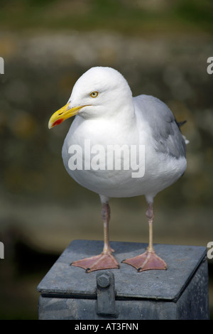 Silbermöwe (Larus Argentatus) stehend auf post Erwachsenen August 2007 Dorset-England Stockfoto