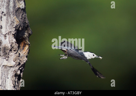 Weißer-breasted Kleiber Sitta Carolinensis Erwachsenen verlassen Verschachtelung Hohlraum im Espenbaum Rocky Mountain NP Colorado Stockfoto