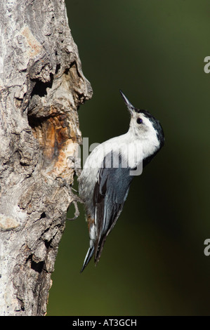 Weißer-breasted Kleiber Sitta Carolinensis Männchen bei Verschachtelung Hohlraum im Espenbaum Rocky Mountain NP Colorado USA Stockfoto