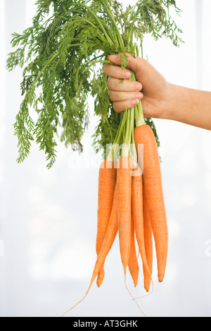 Hand hält eine Reihe von Karotten Stockfoto