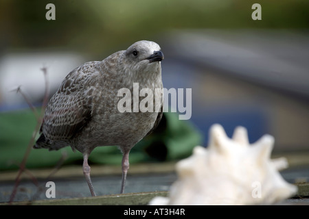 Juvenile Silbermöwe (Larus Argentatus) August, Dorset, England Stockfoto