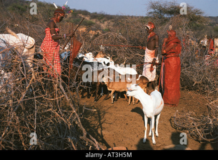 Segnung der Tiere bei einem traditionellen Samburu Hochzeit Samburu National Reserve Kenia in Ostafrika Stockfoto