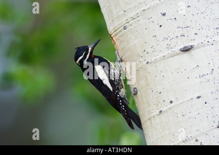 Williamsons im Sphyrapicus Thyroideus Männchen bei Verschachtelung Hohlraum Rocky Mountain NP Colorado USA Stockfoto