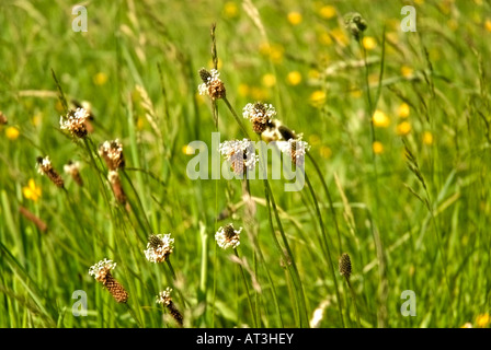 Blühende Englisch Wegerich, Plantago Lanceolata. Es ist eine der Anbaufläche. Stockfoto