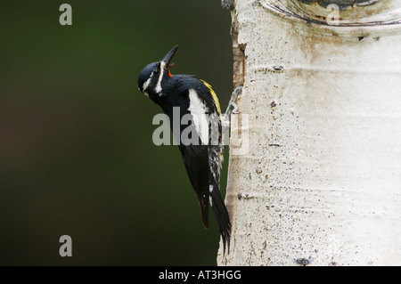 Williamsons im Sphyrapicus Thyroideus Männchen bei Verschachtelung Hohlraum Rocky Mountain NP Colorado Stockfoto