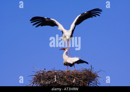 Weißstorch-Ciconia Ciconia paar auf nest Paarung Rost Nationalpark Lake Neusiedl Burgenland Österreich, April 2007 Stockfoto