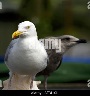 Silbermöwe Larus Argentatus Erwachsenen und Jugendlichen August Dorset England leben junge unreife Tierwelt Natur Babyvogel Stockfoto